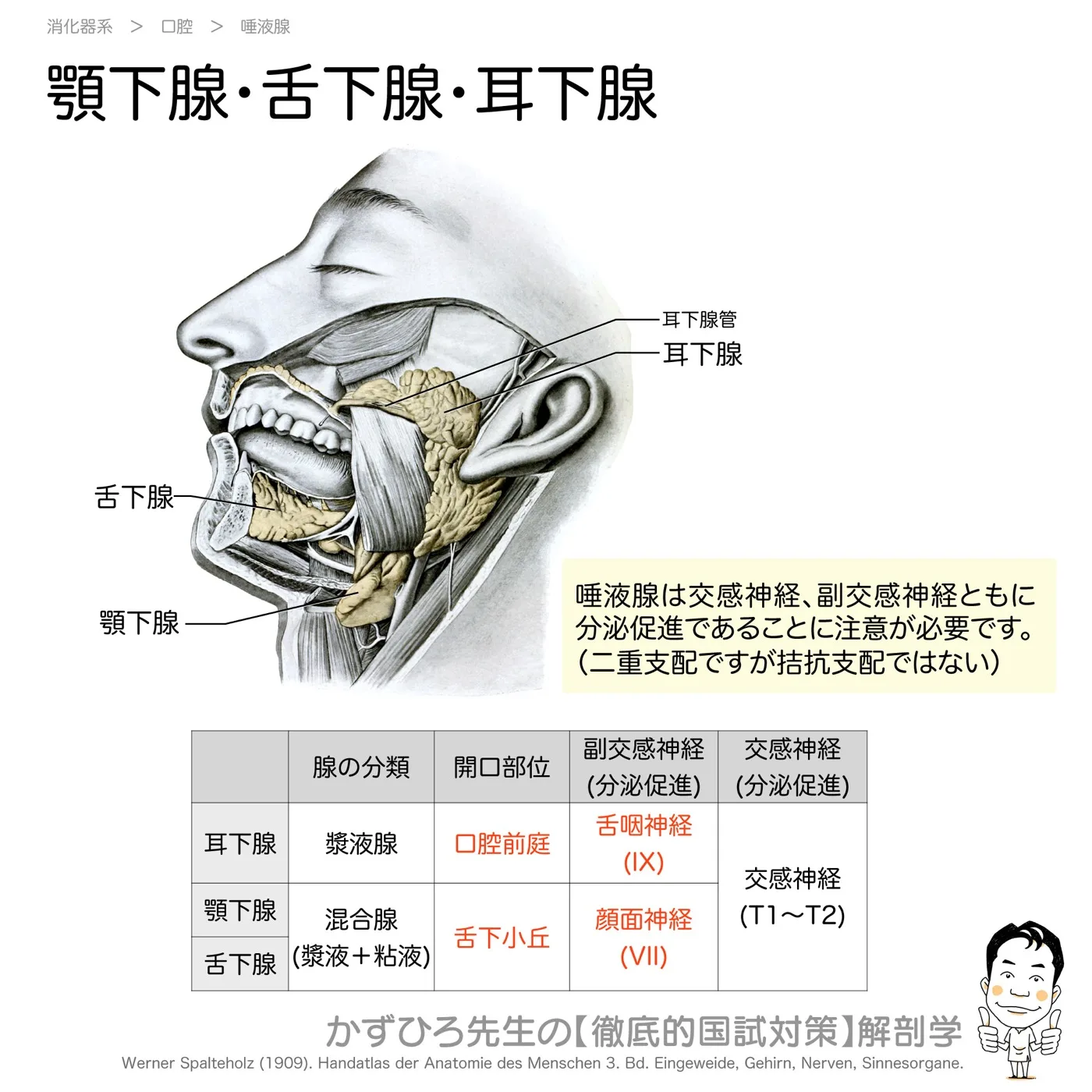 顎下腺・舌下腺・耳下腺