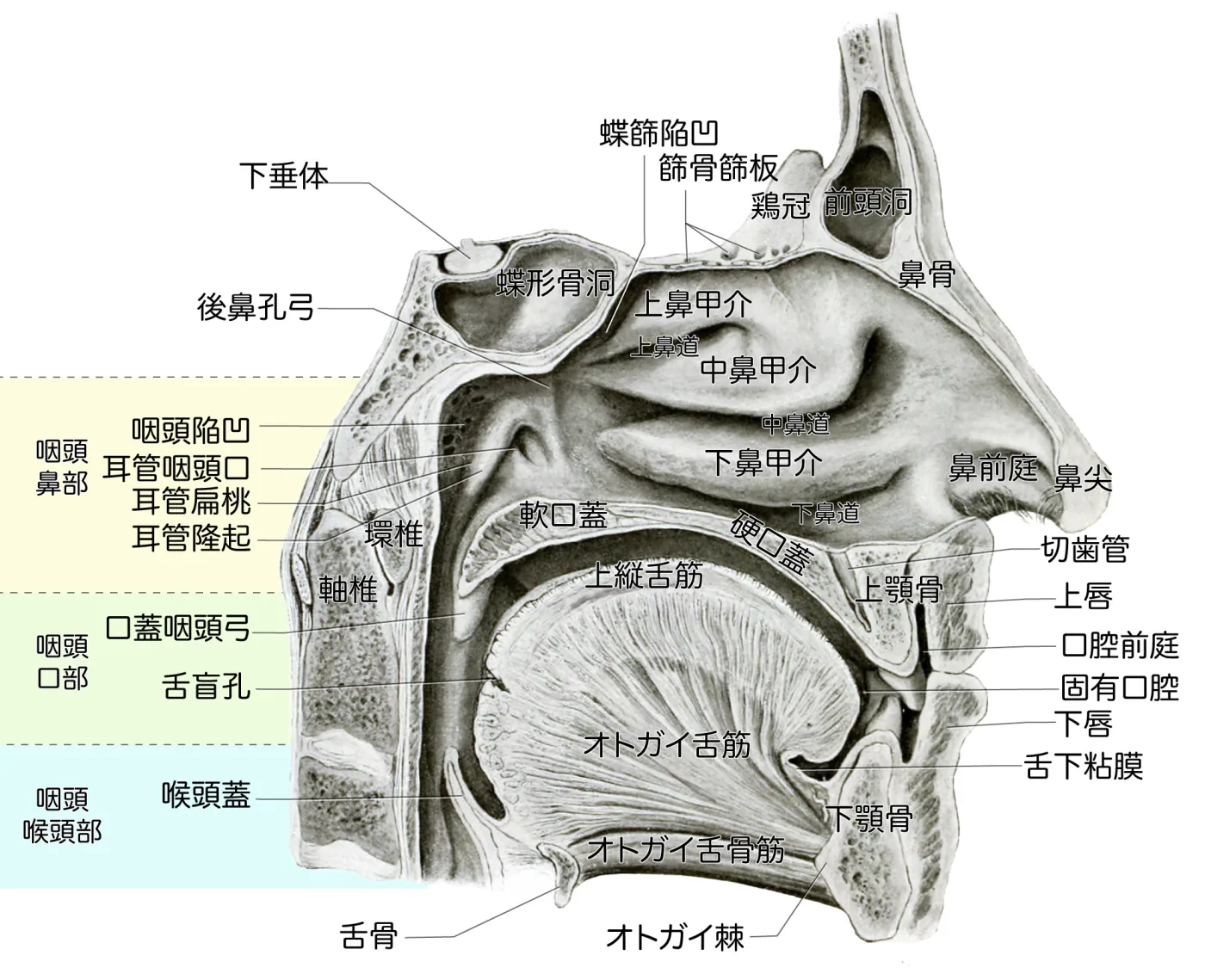 鼻腔の外側壁と咽頭