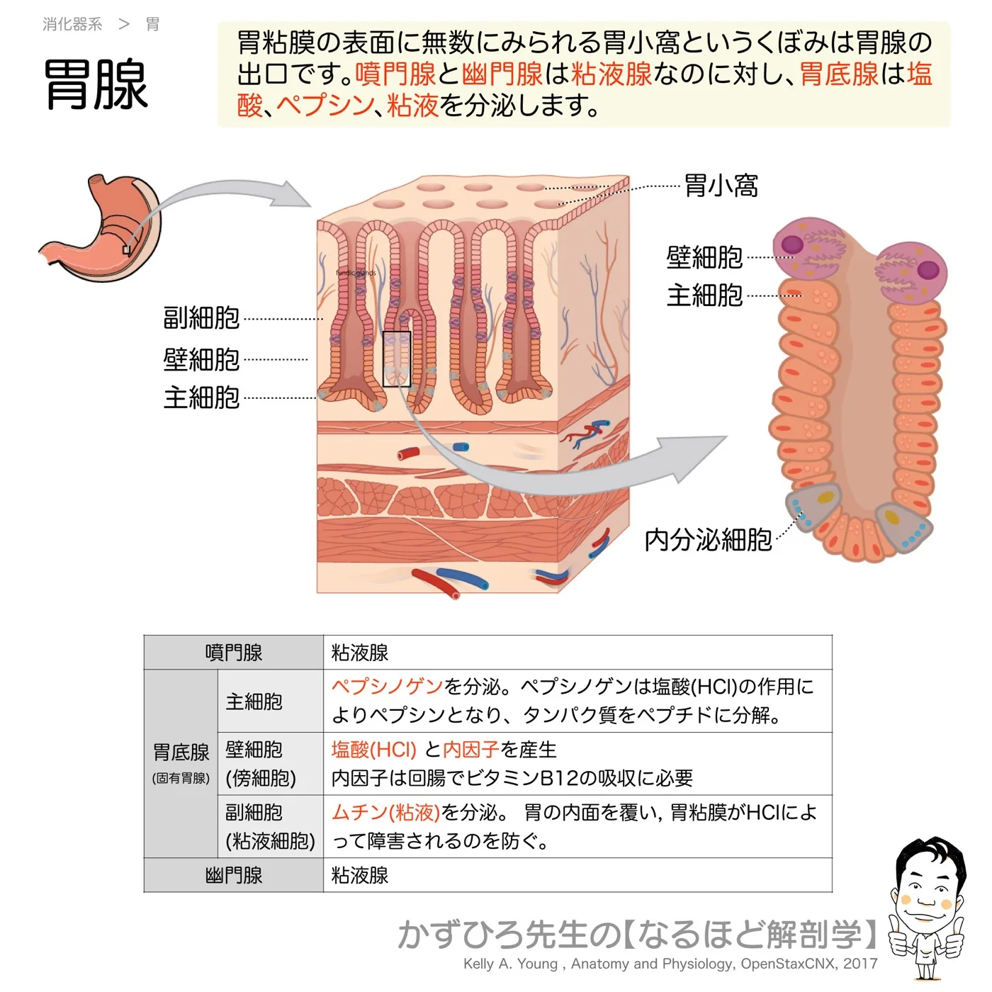 胃腺