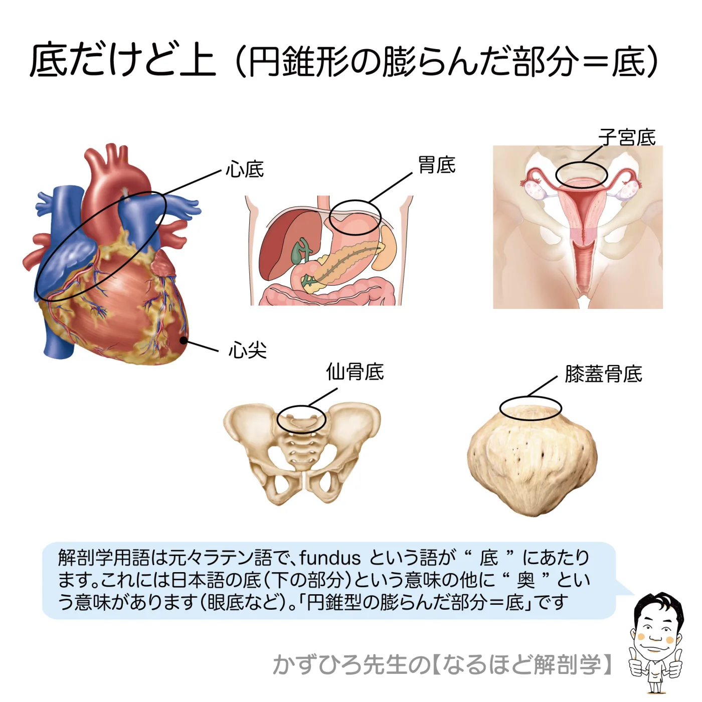 上が底-心底・胃底・子宮底・仙骨底・膝蓋骨底