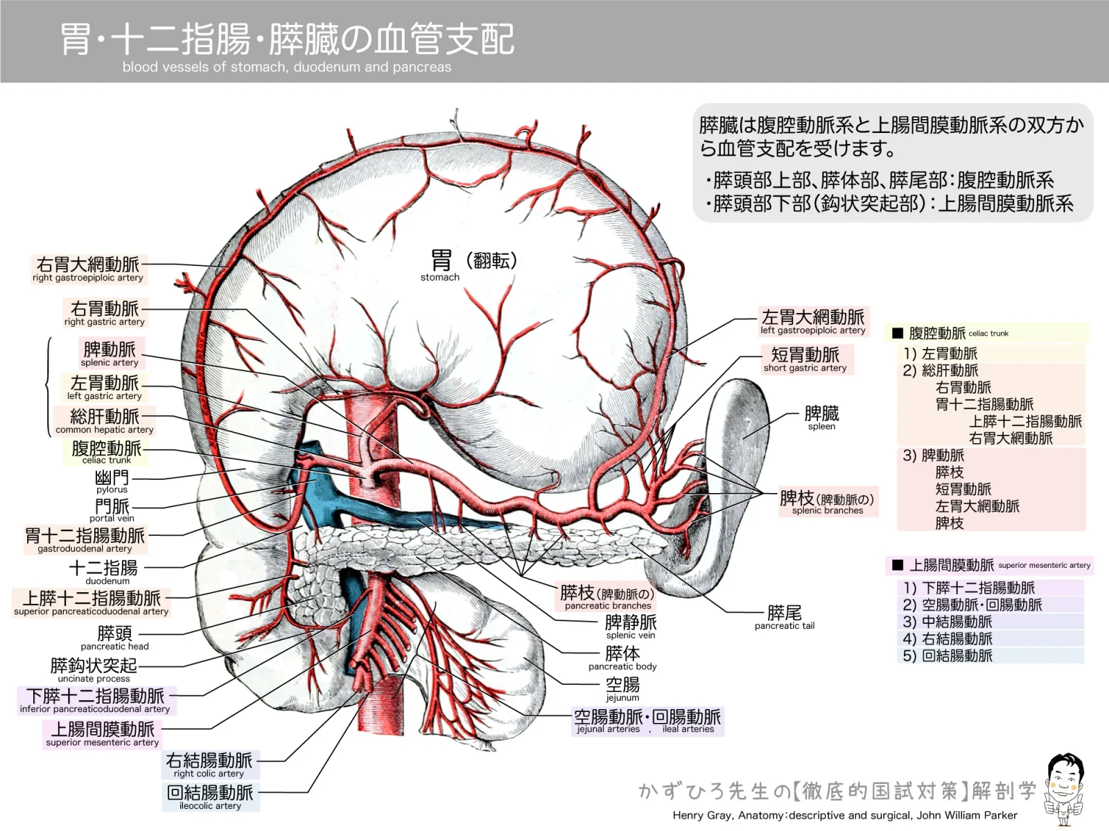 胃・十二指腸・膵臓の血管分布