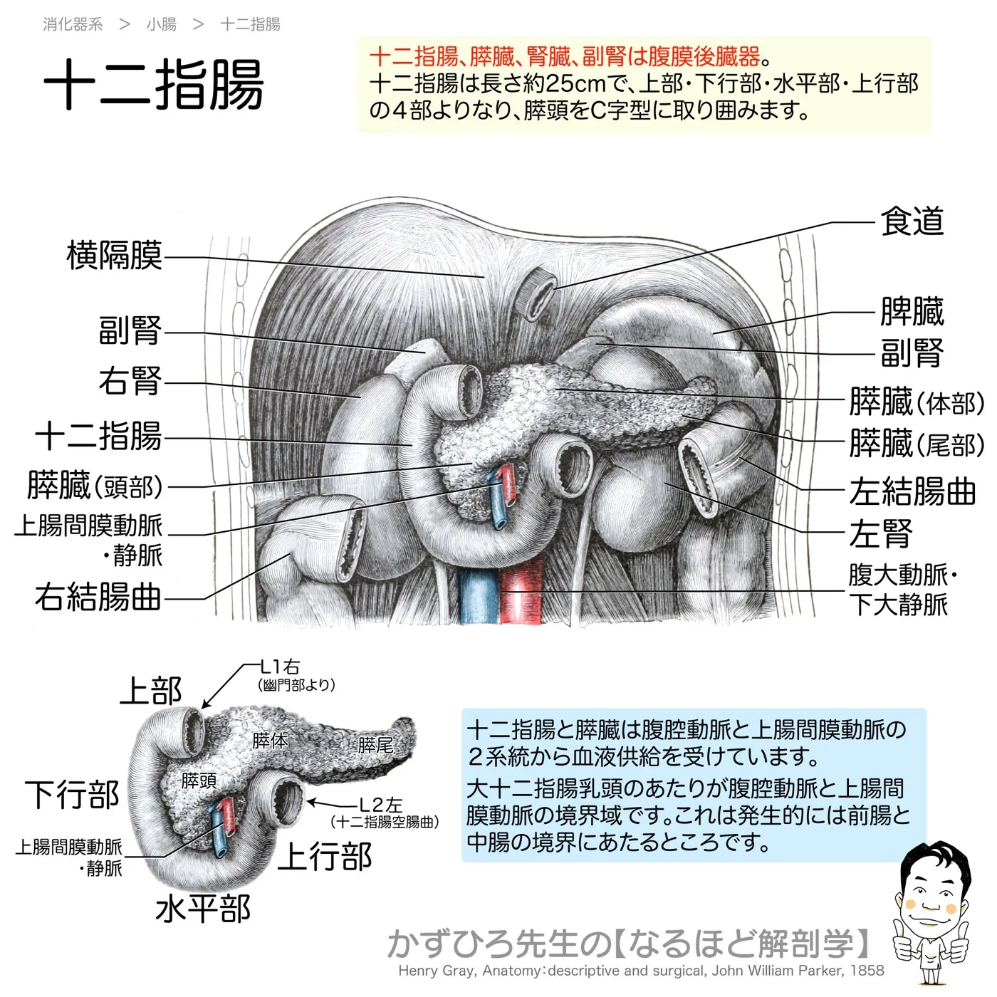 十二指腸