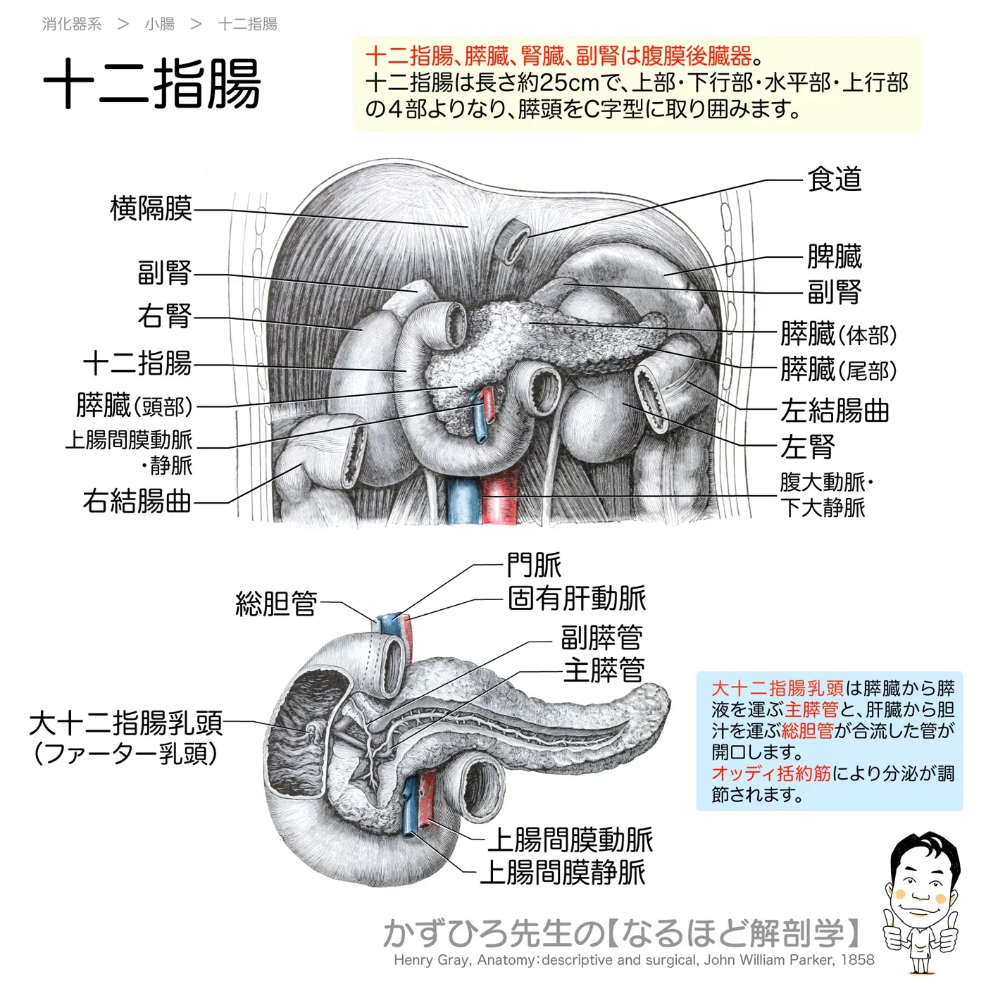 十二指腸・大十二指腸乳頭
