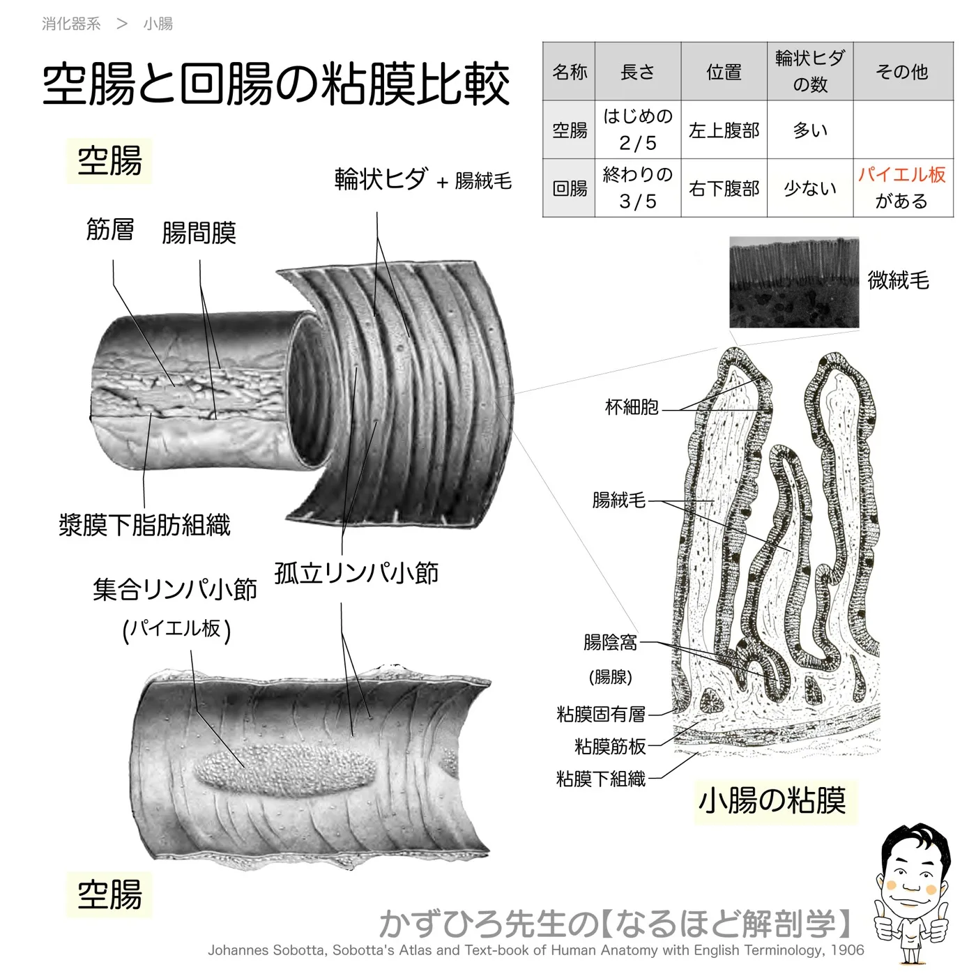 空腸と回腸の粘膜比較