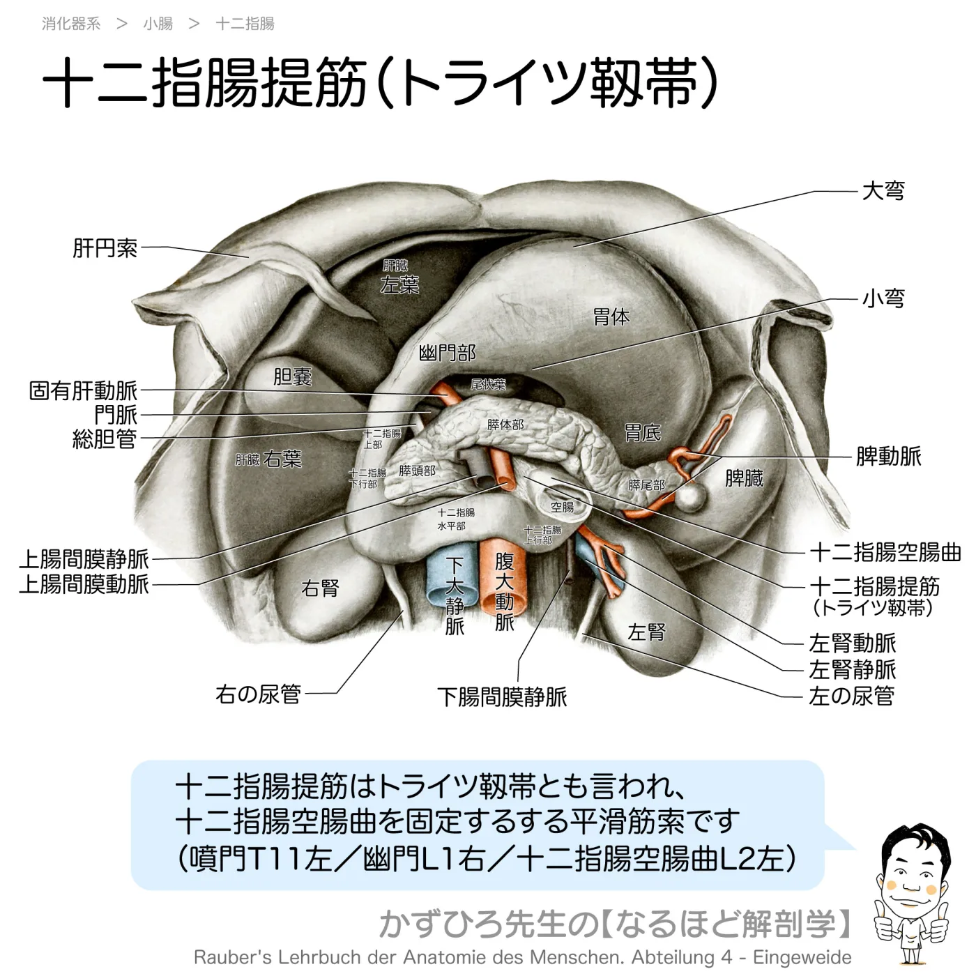十二指腸提筋（トライツ靱帯）