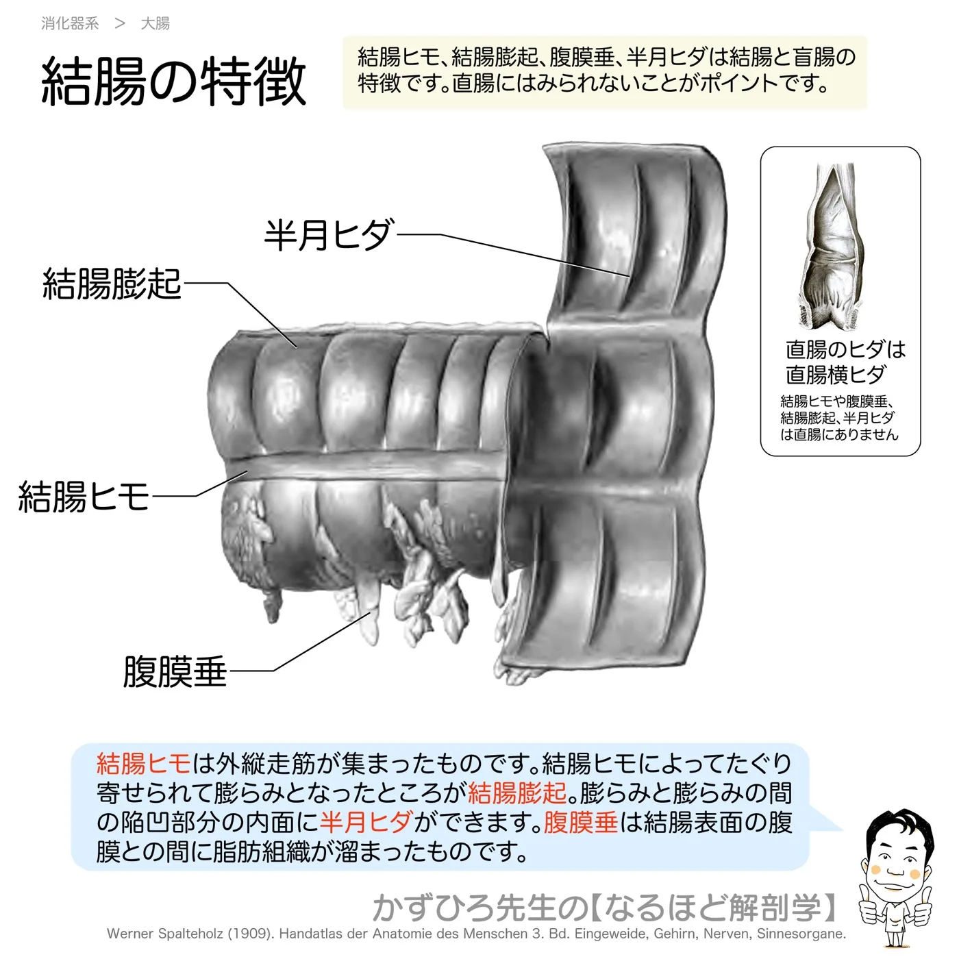 結腸の特徴