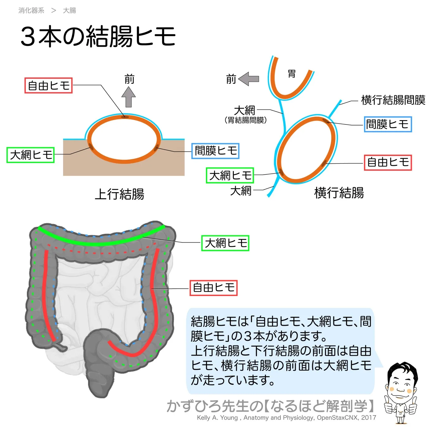 3本の結腸ヒモ