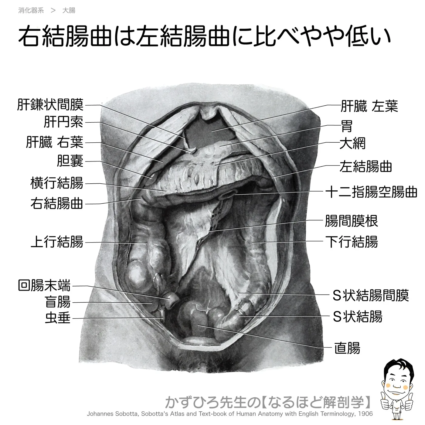 右結腸曲は左結腸曲に比べやや低い