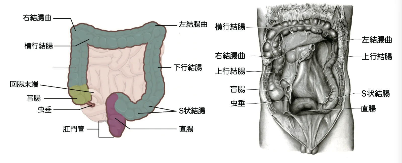 大腸の全体像