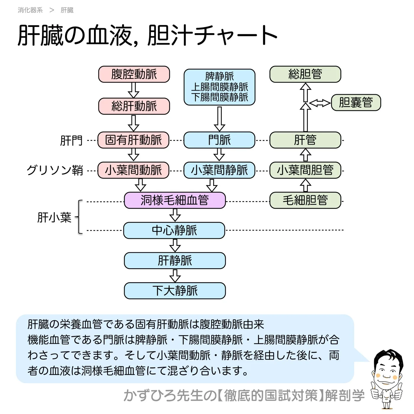 肝臓における血液と胆汁のチャート