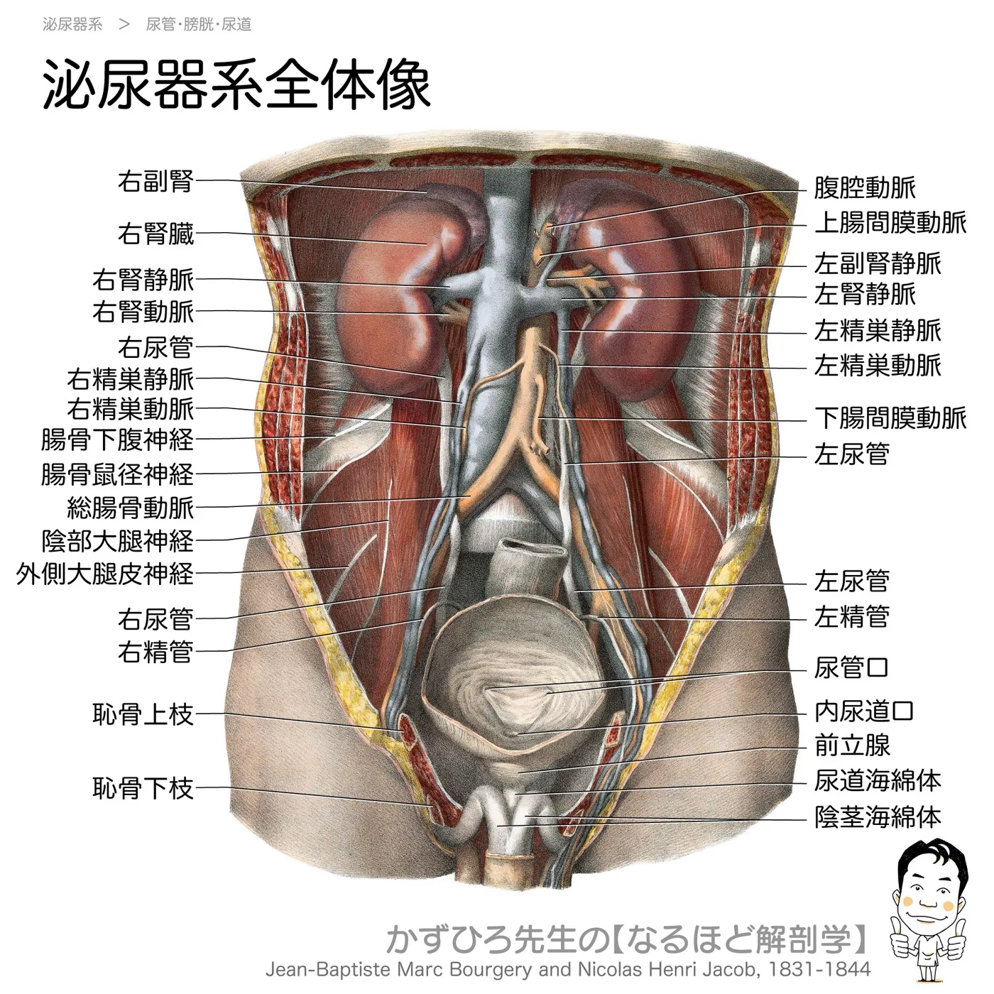 泌尿器系全体像