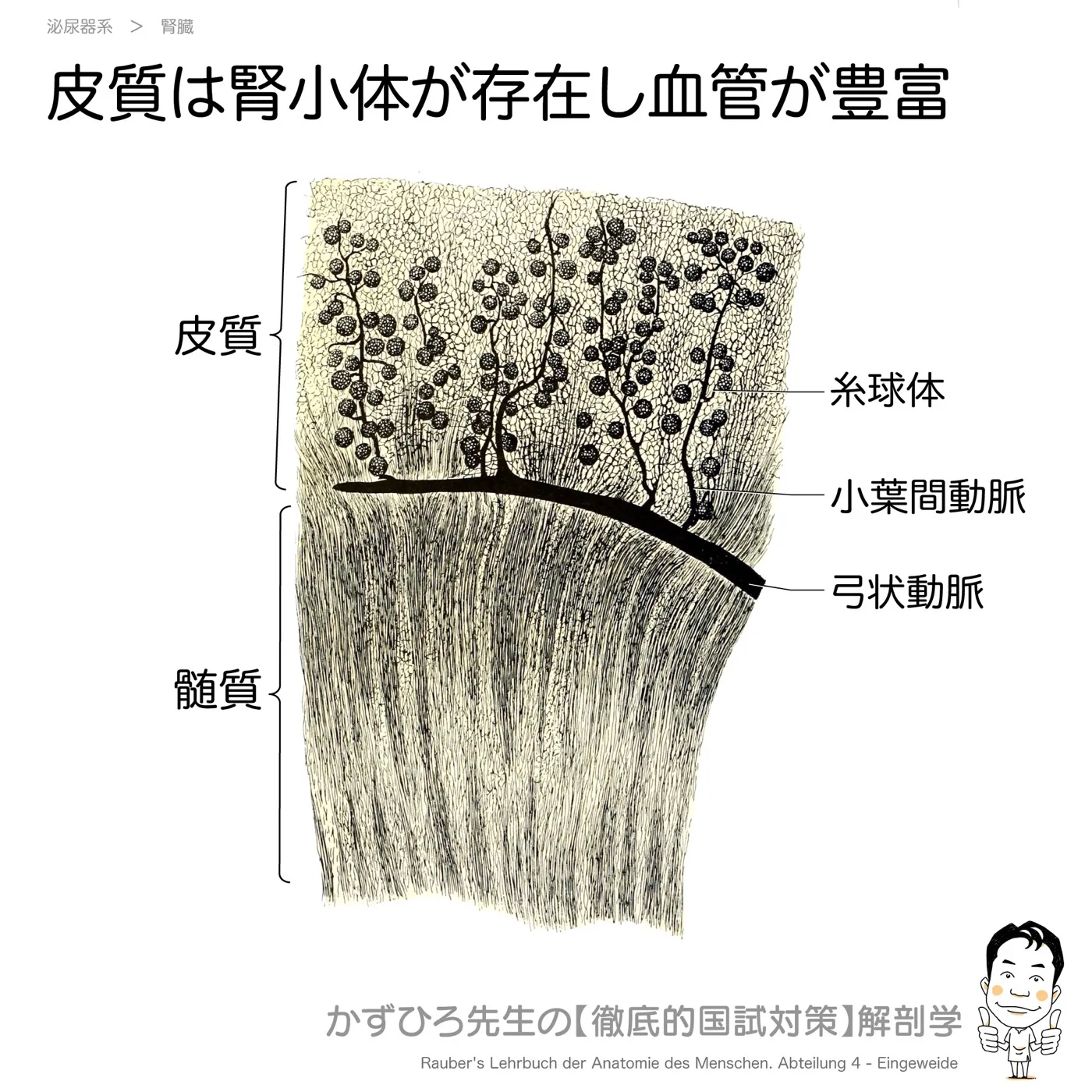 皮質は腎小体が存在し血管が豊富