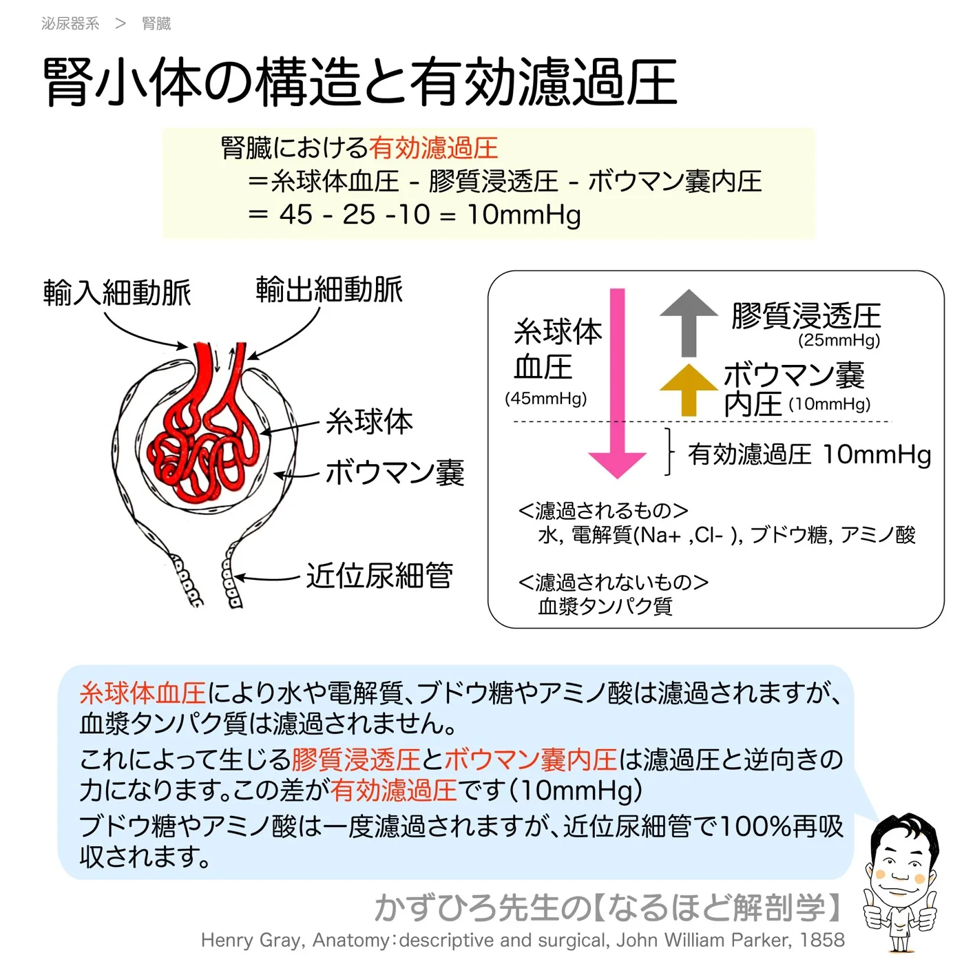 腎小体の構造と有効濾過圧