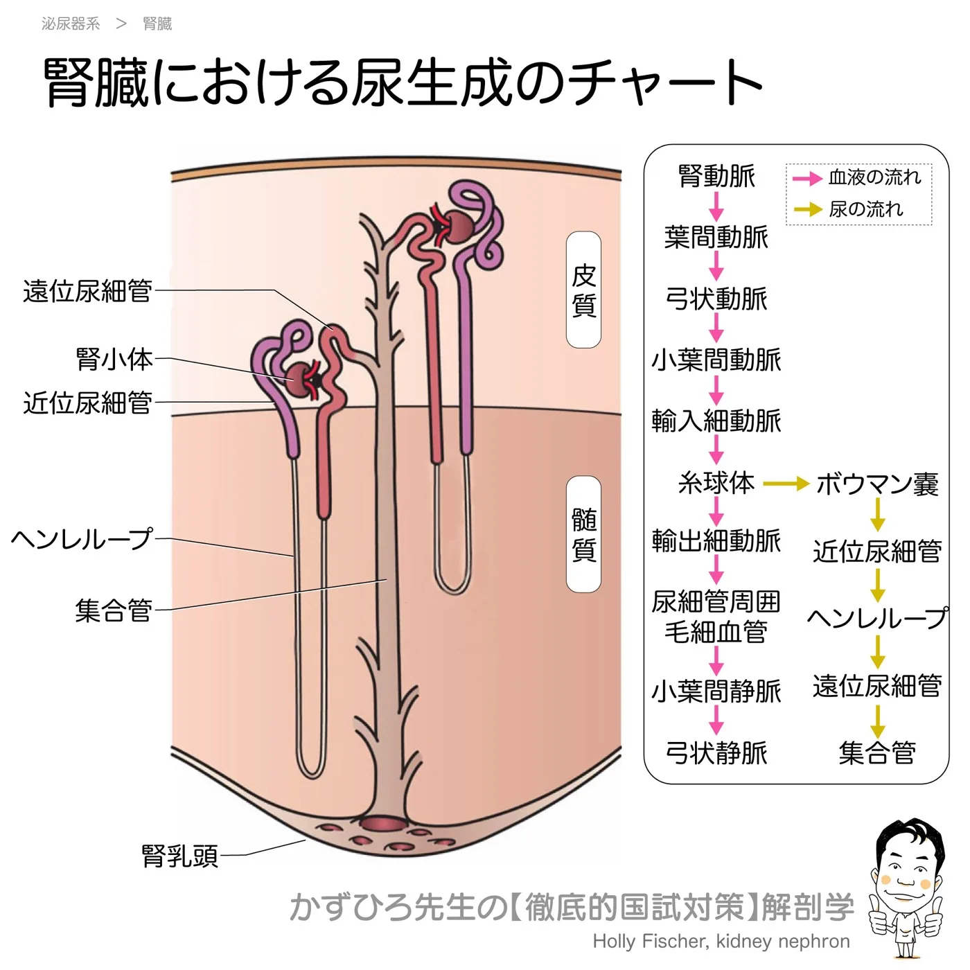 腎臓における尿生成のチャート
