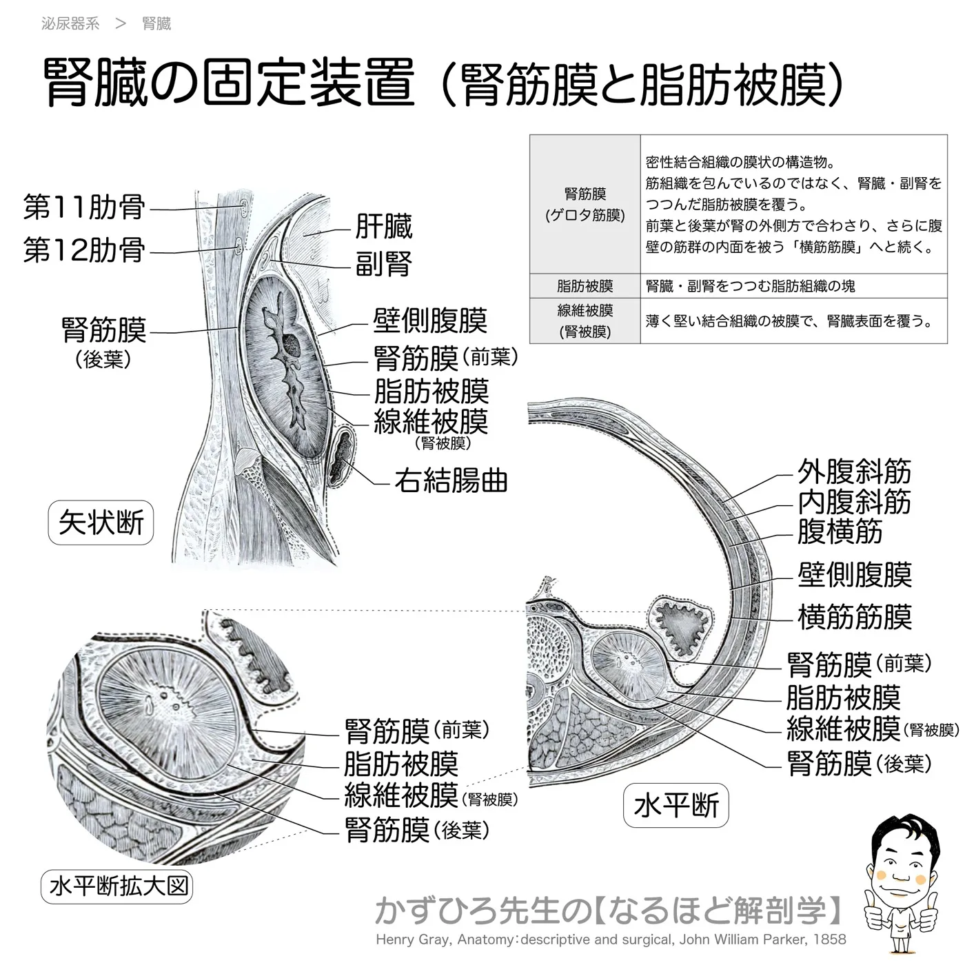腎臓の固定装置（腎筋膜と脂肪被膜）