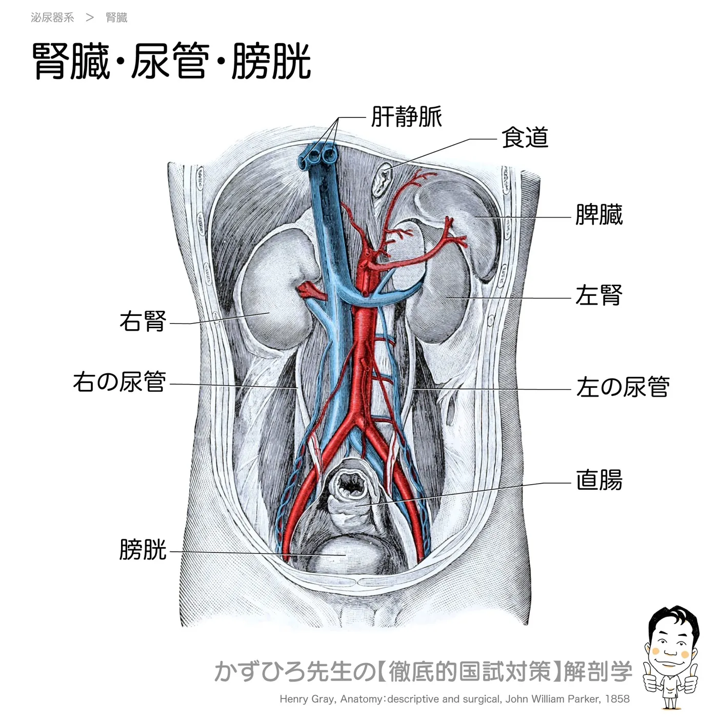 腎臓・尿管・膀胱