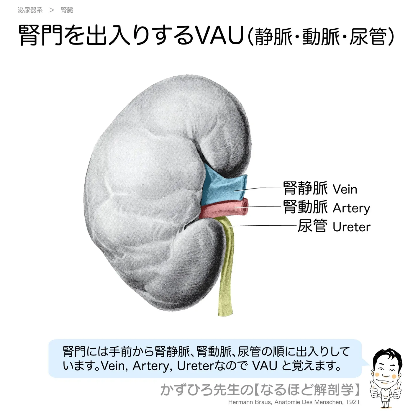 腎門を出入りするVAU（静脈・動脈・尿管）