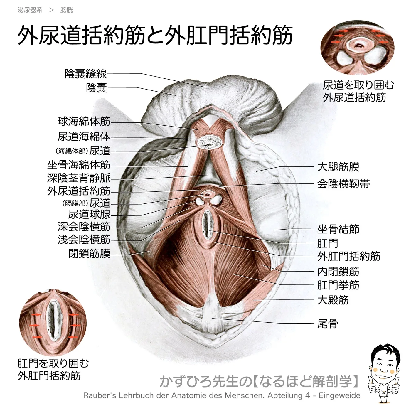 尿生殖三角・肛門三角、外尿道括約筋・外肛門括約筋