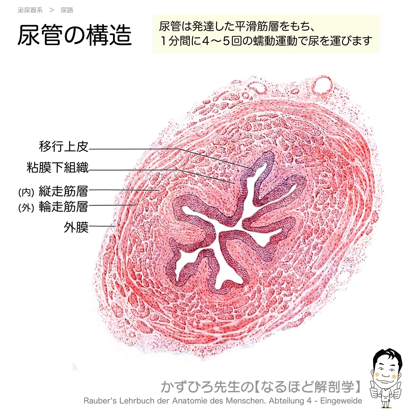 尿管の構造