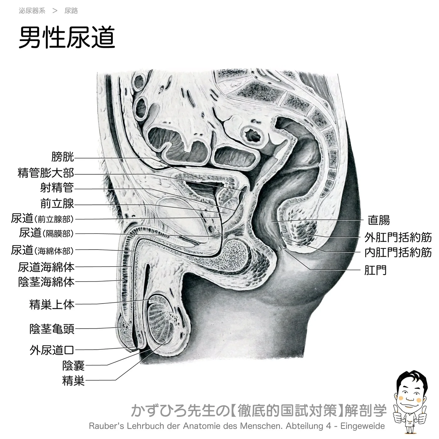 男性尿道