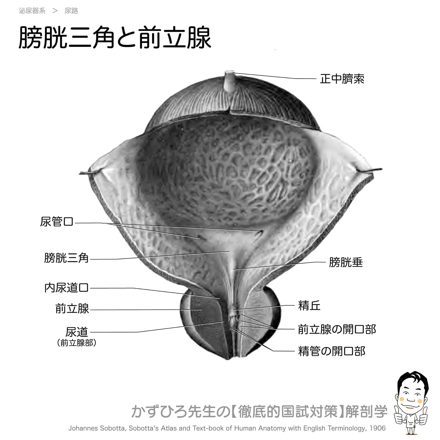 膀胱三角と前立腺