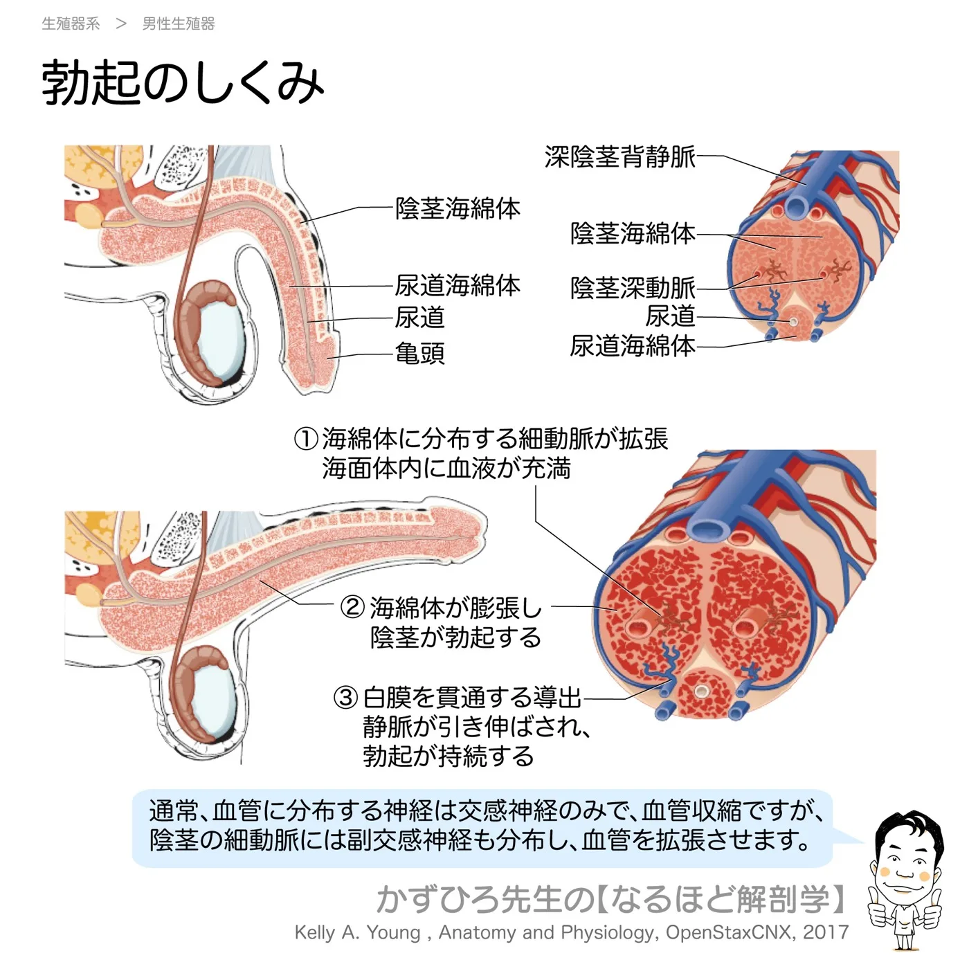 勃起のしくみ