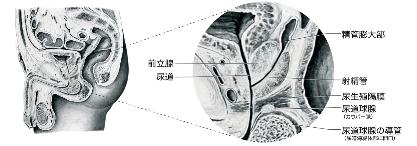 尿道球腺