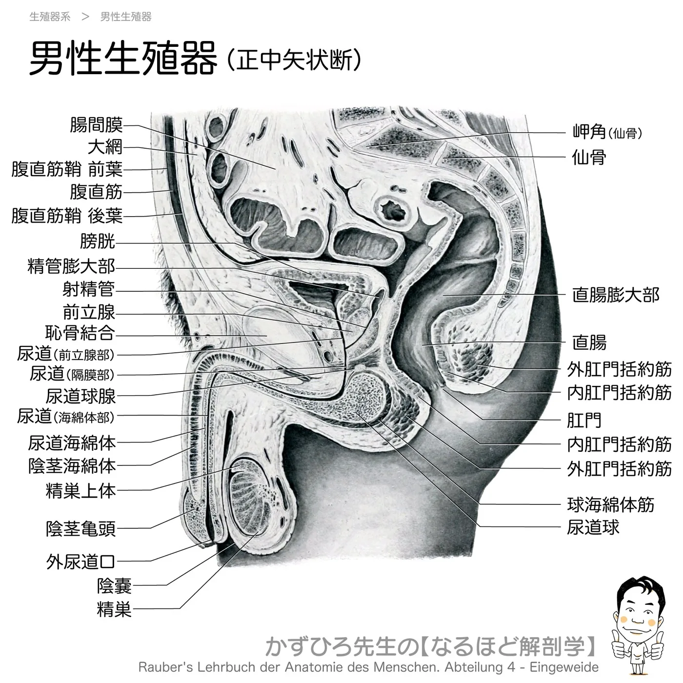 男性生殖器（正中矢状断）