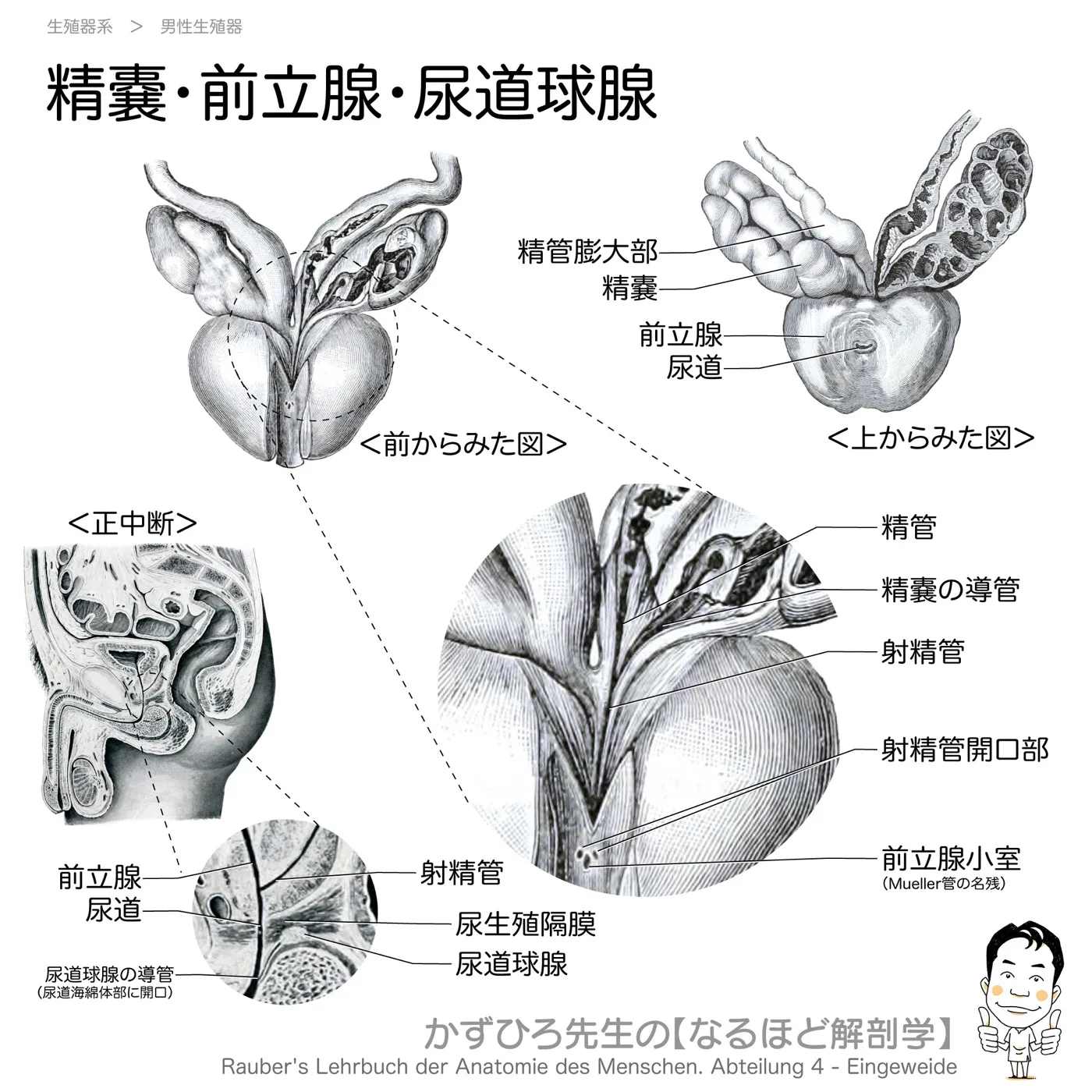 精嚢・前立腺・尿道球腺
