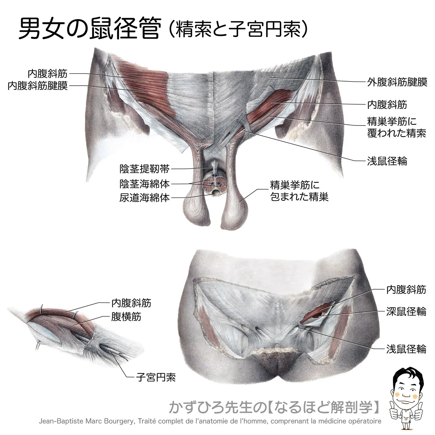 男女の鼠径管（精索と子宮円索）
