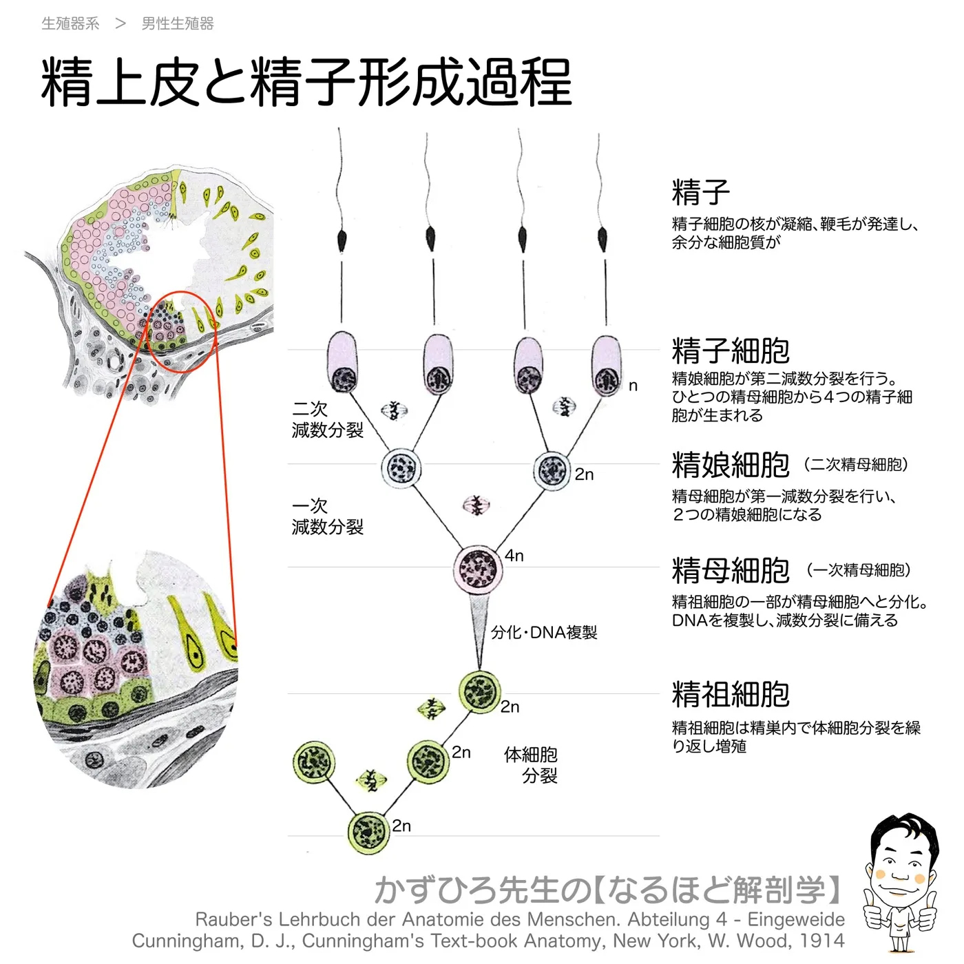 精上皮と精子形成過程