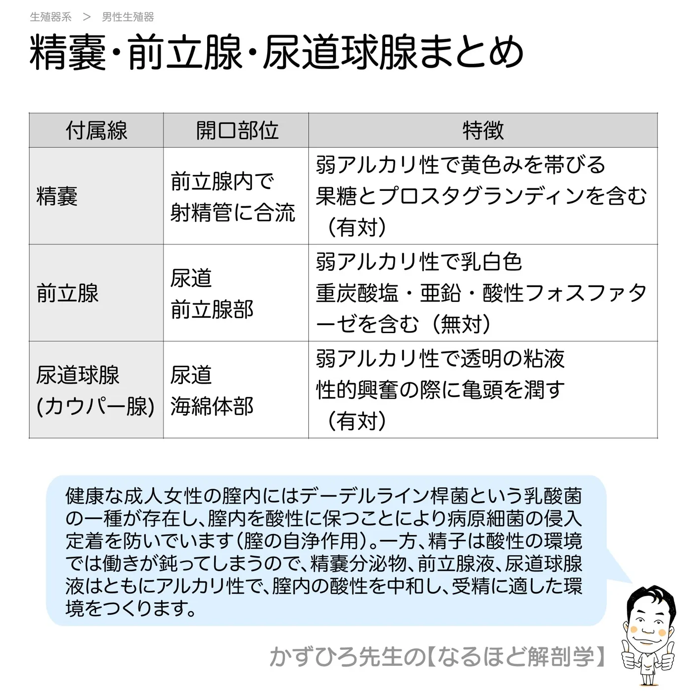 精嚢・前立腺・尿道球腺まとめ