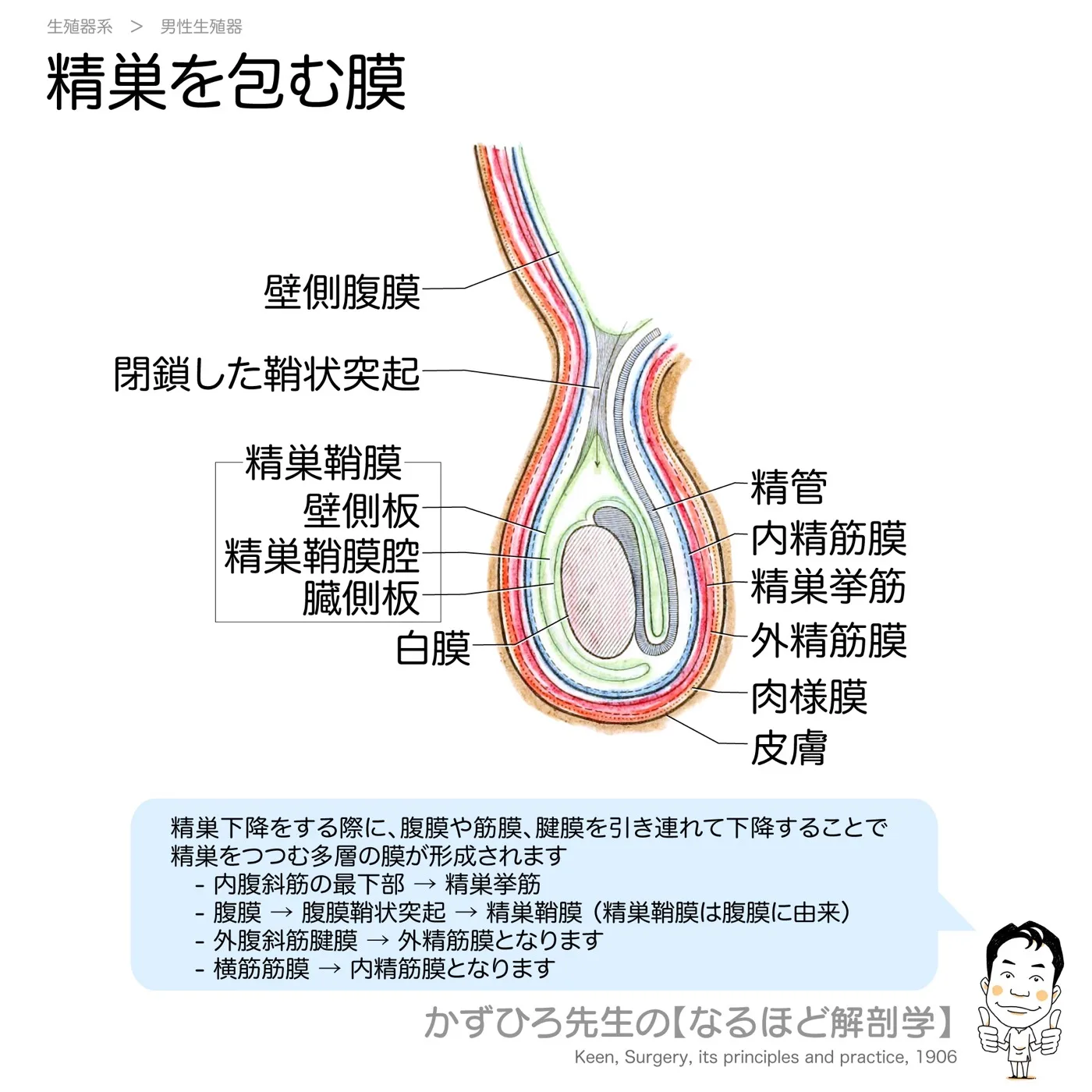 精巣を包む膜