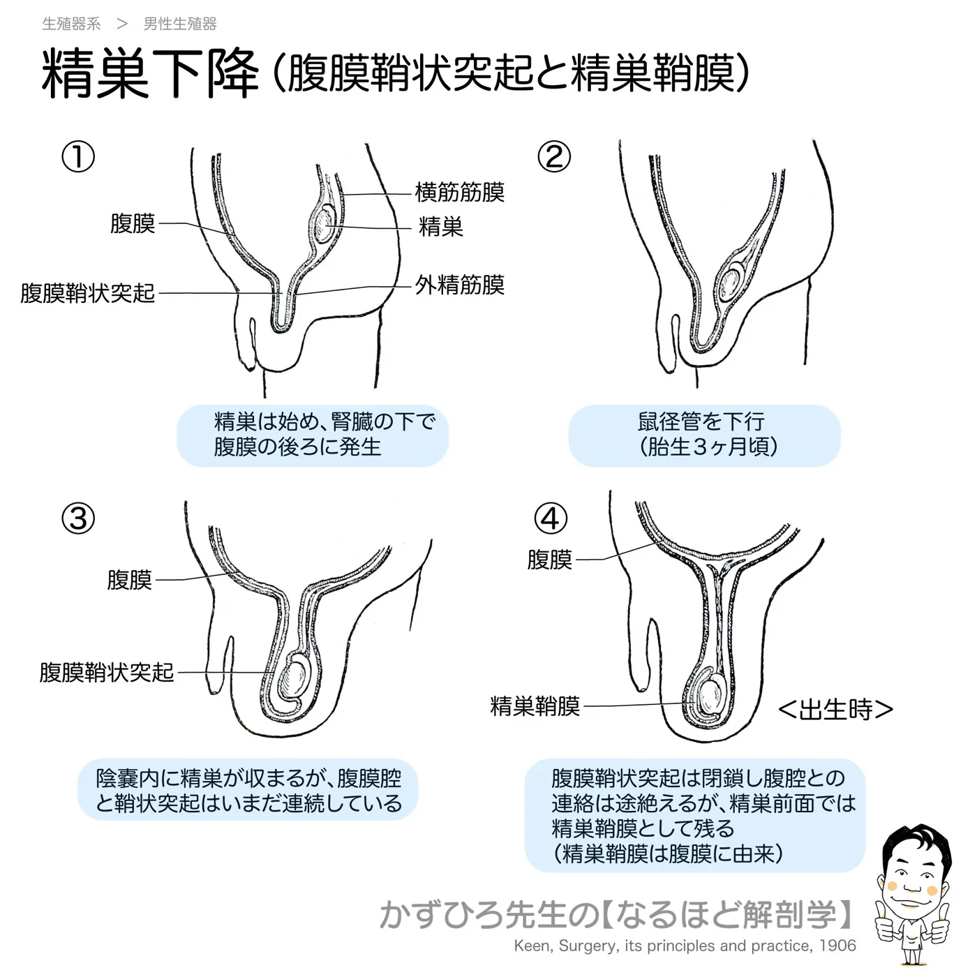精巣下降と精巣鞘膜