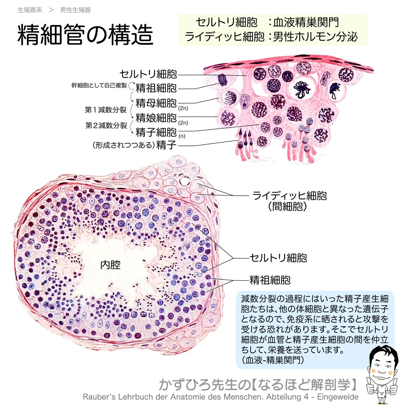 精細管の構造
