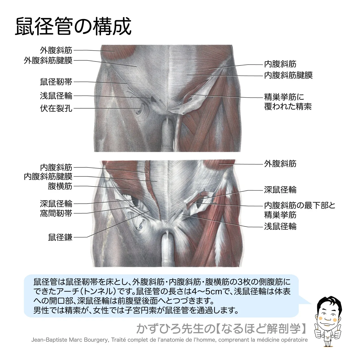 鼠径管