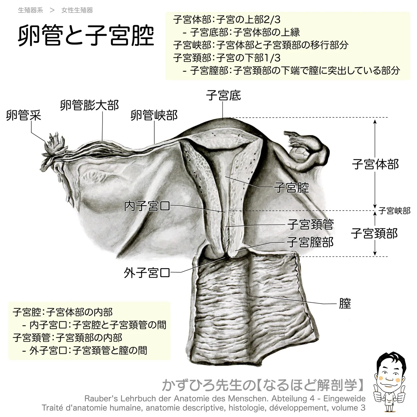 卵管と子宮腔