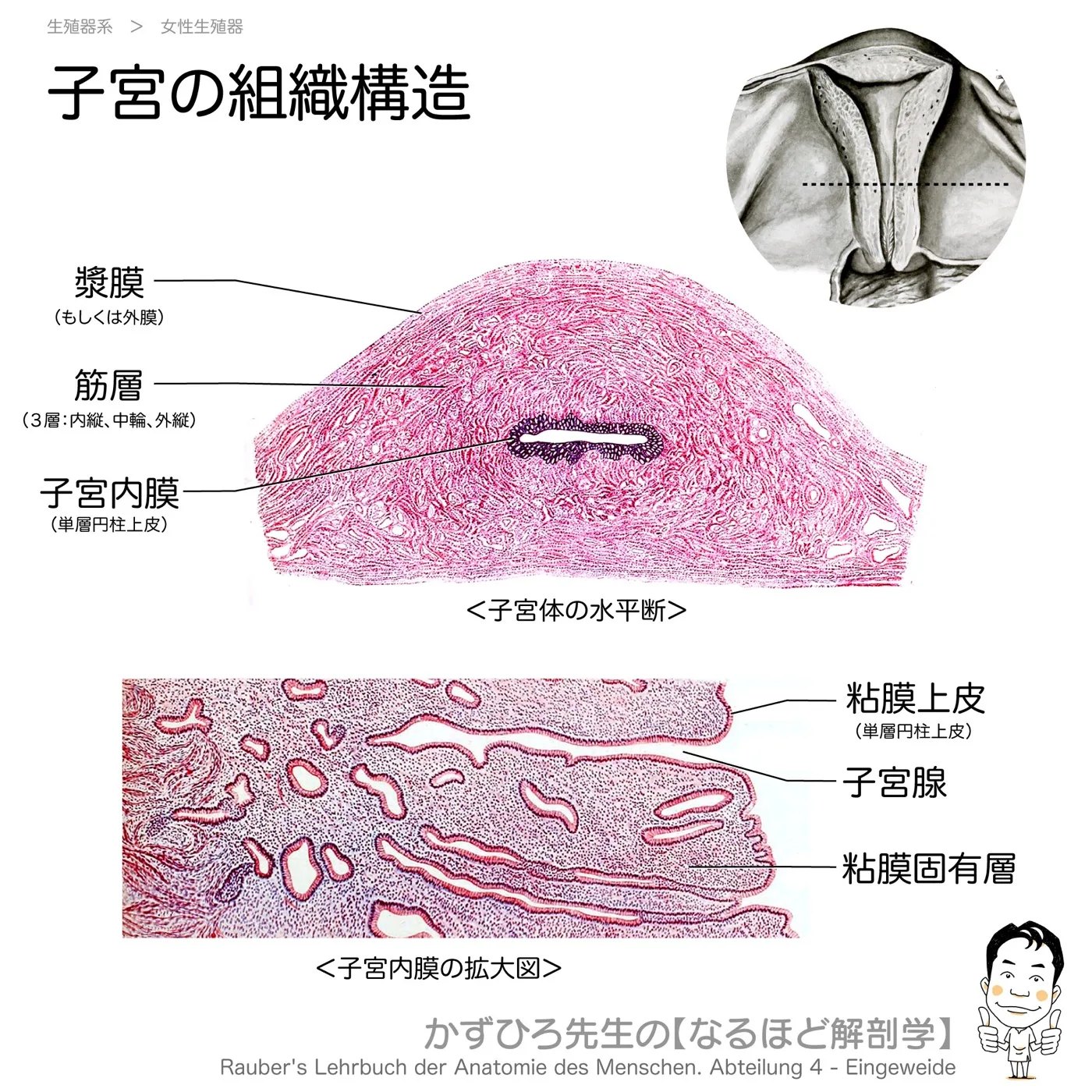 子宮の組織構造