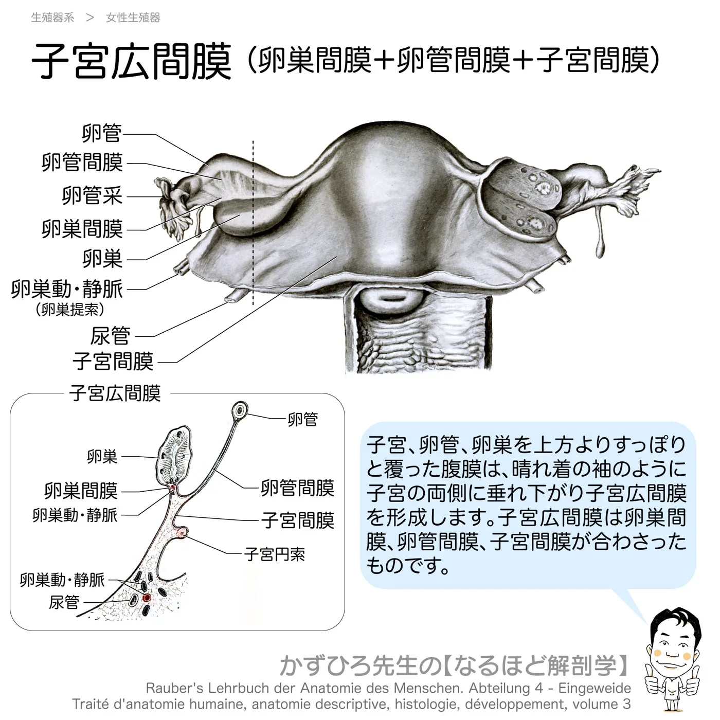 子宮広間膜