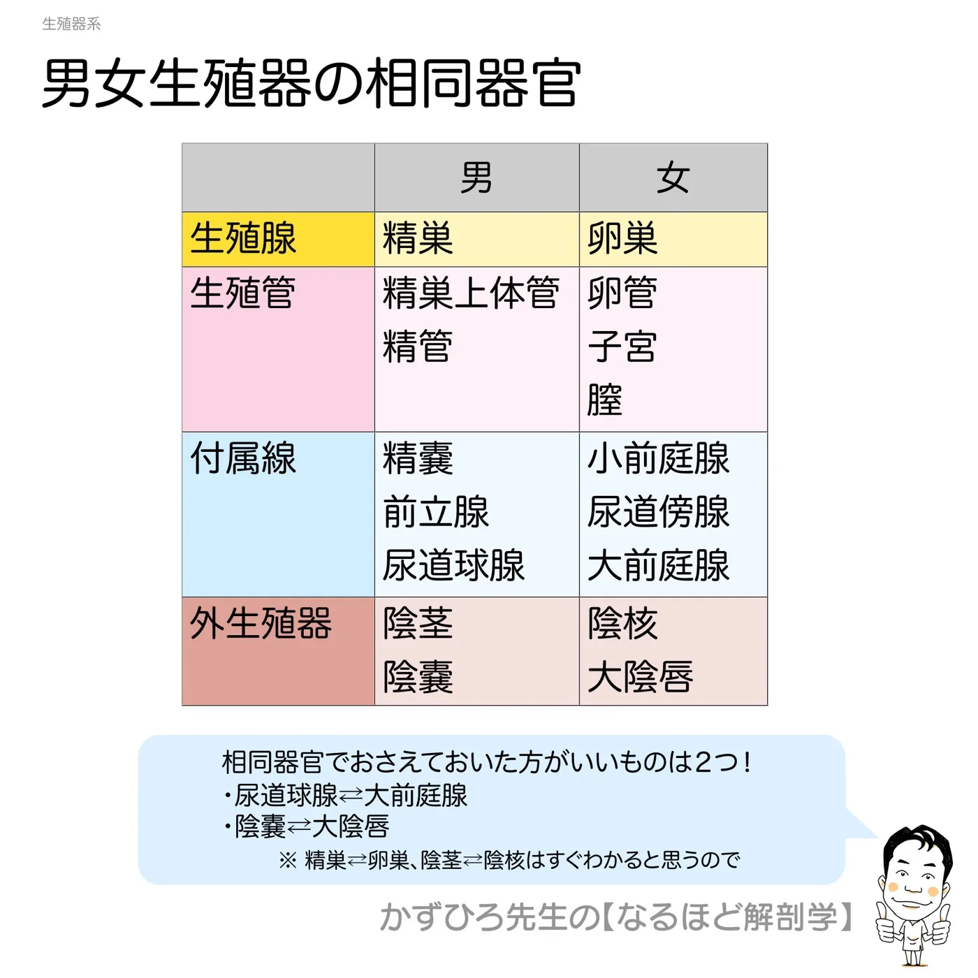 男女生殖器の相同器官
