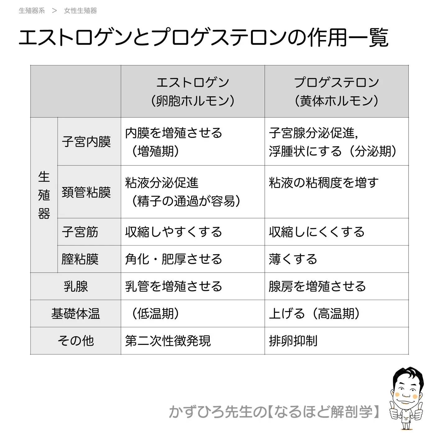 エストロゲンとプロゲステロンの作用一覧