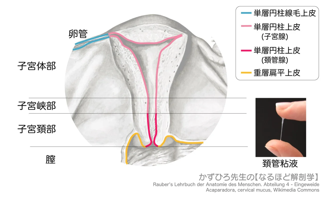 卵管・子宮・膣の組織学的区分