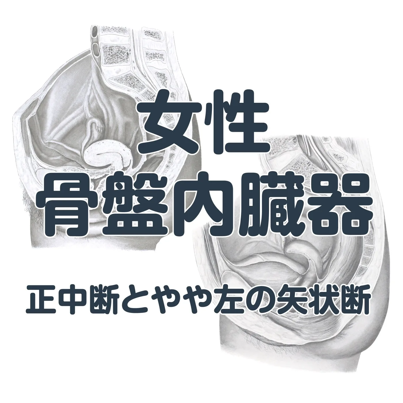 女性骨盤内臓器-正中断とやや左の矢状断