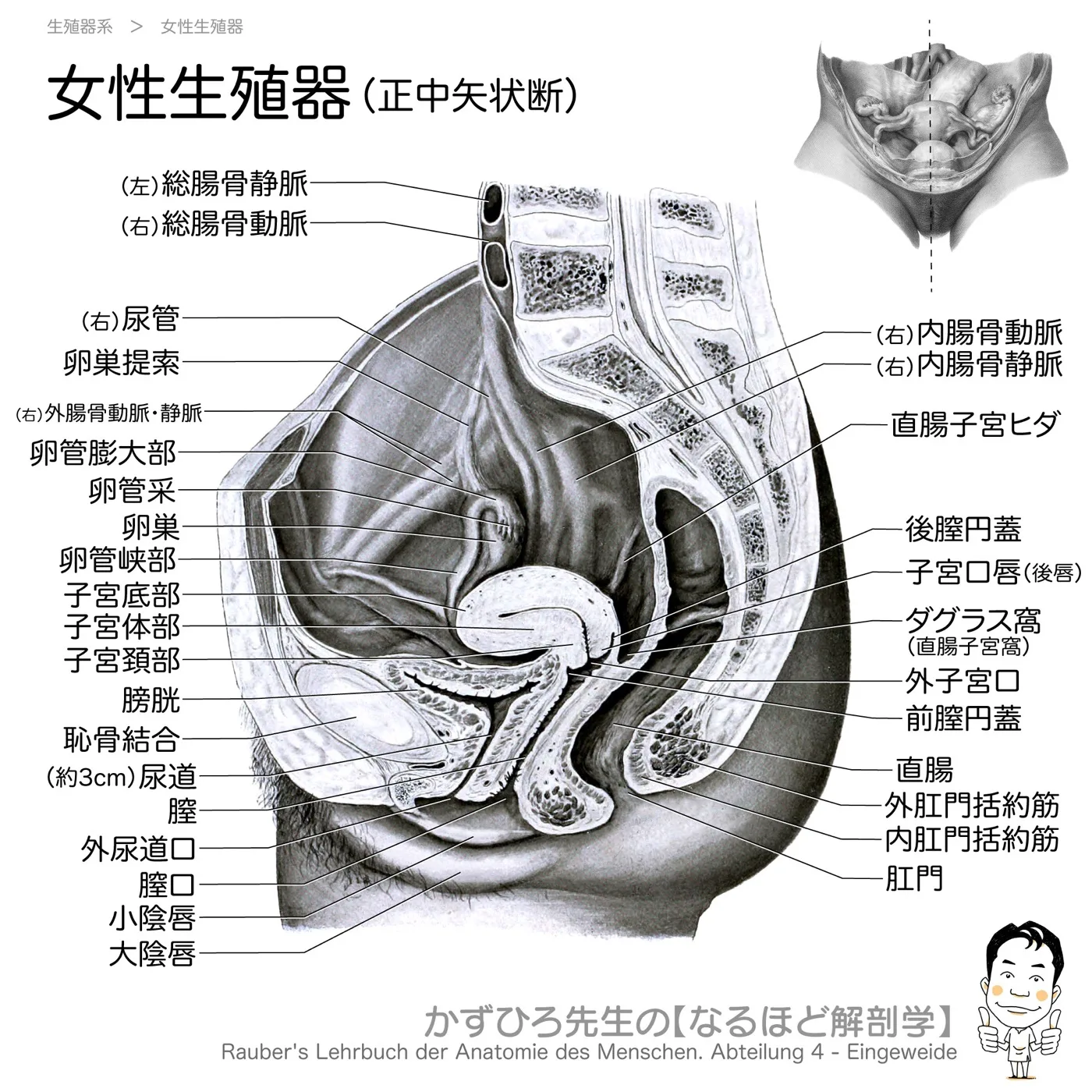 女性骨盤内臓器-正中断：膀胱・子宮・直腸