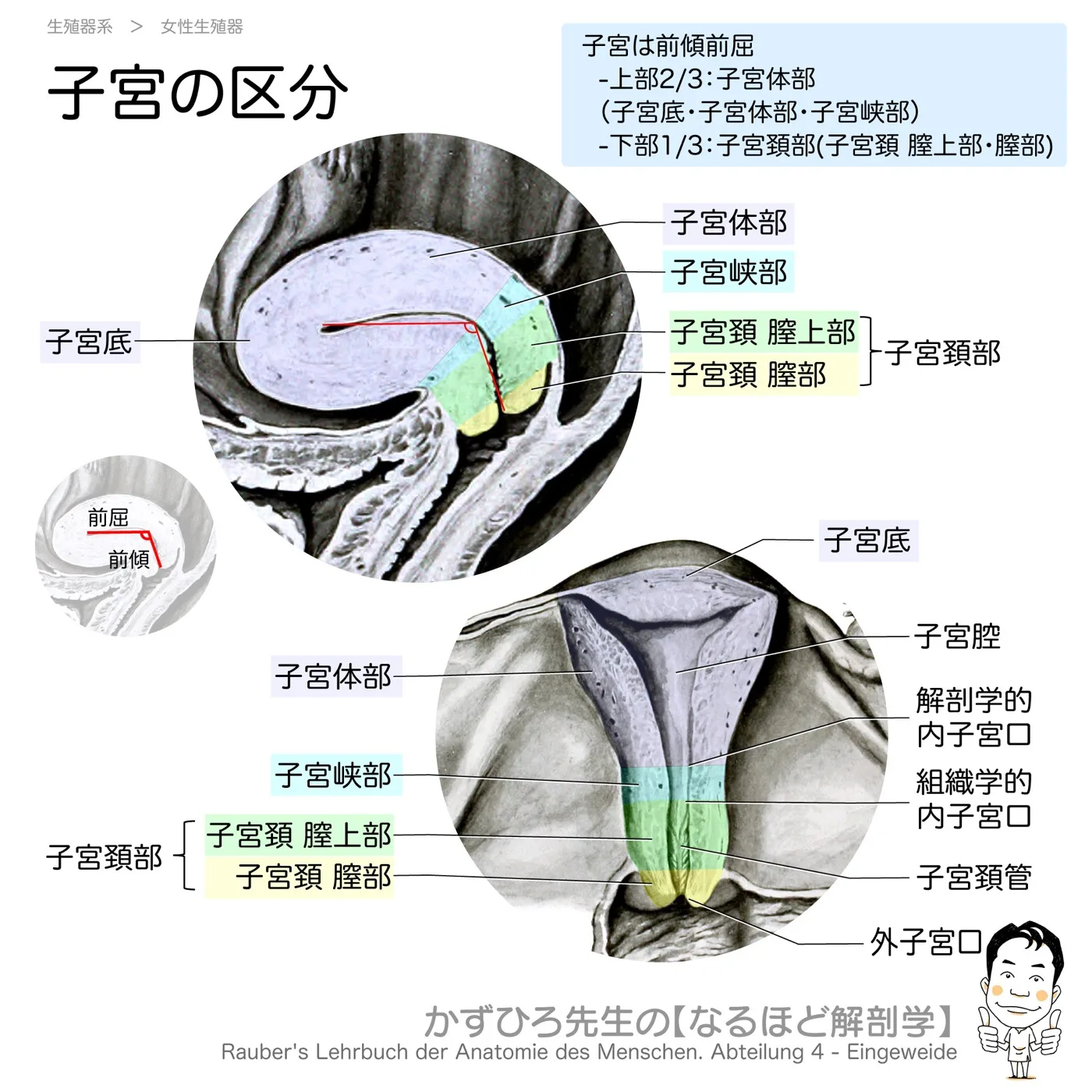 子宮の区分