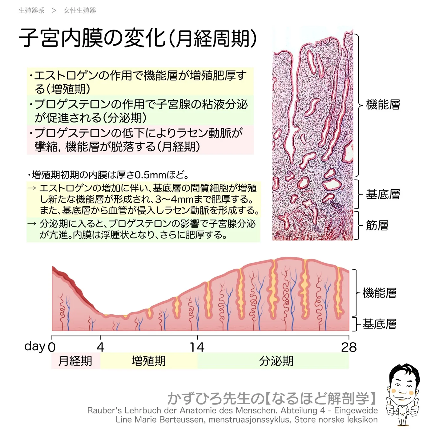 子宮内膜