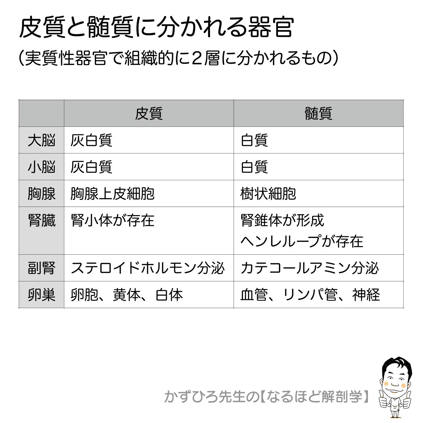 皮質と髄質に分かれる器官