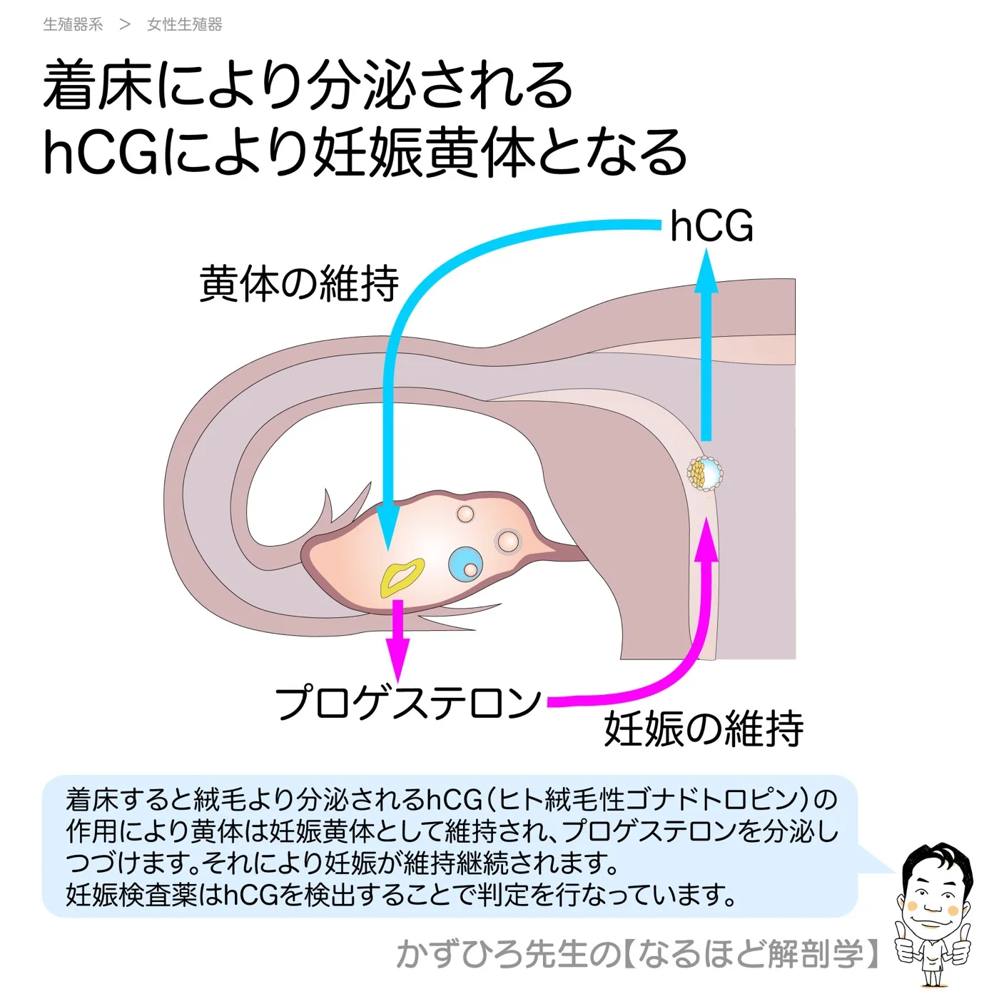 hCGにより妊娠黄体となる