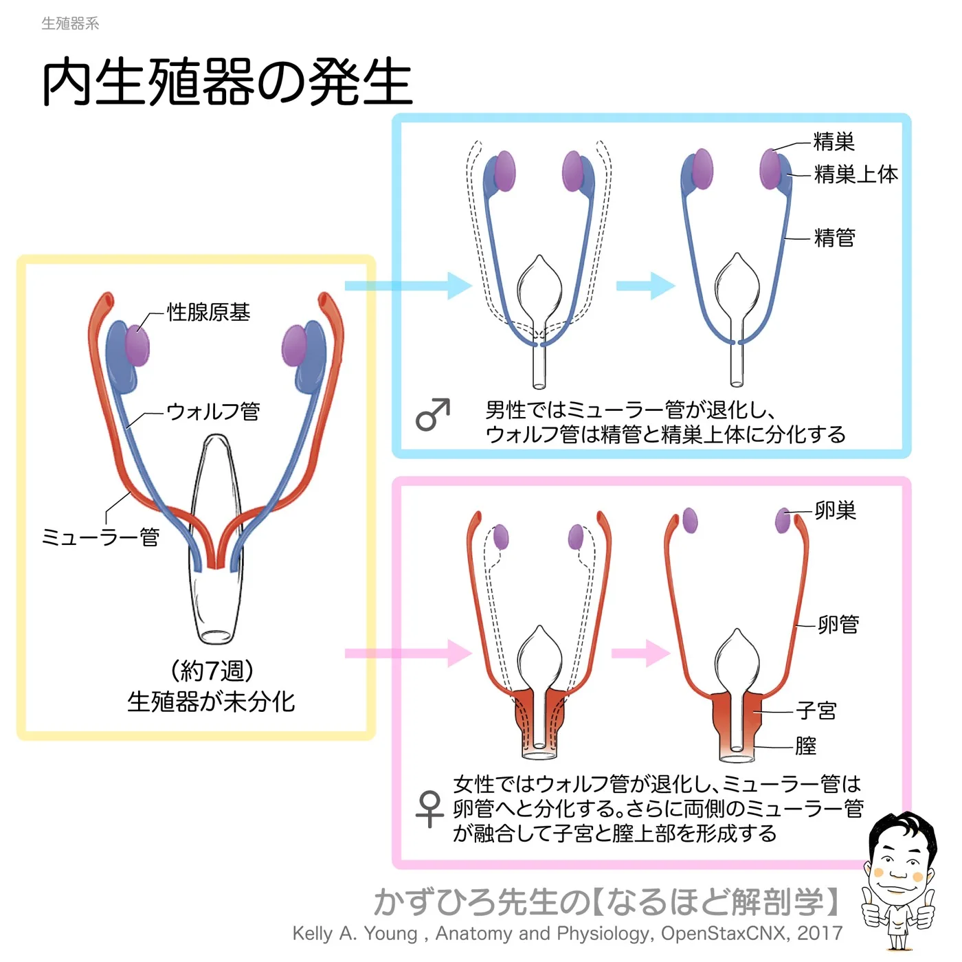 内生殖器の発生