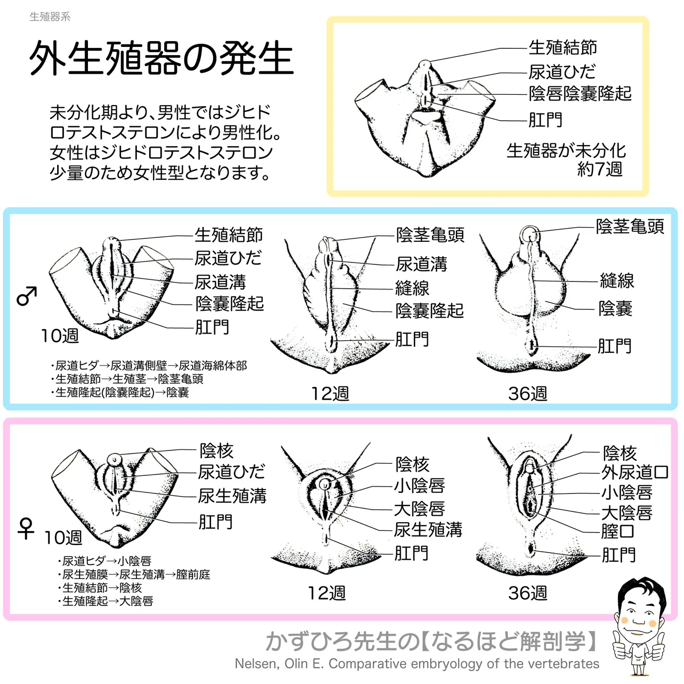 外生殖器の発生